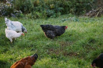 Free-range farm chickens foraging on green grass