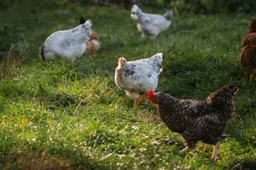 Free range chickens grazing on green grass