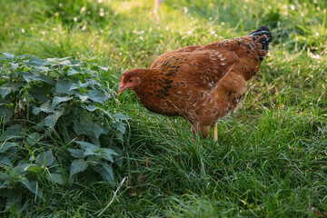 Domestic hen foraging in lush fresh green grass