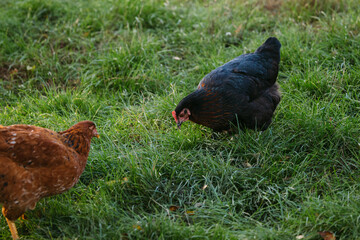 Chickens foraging on green grass outdoors