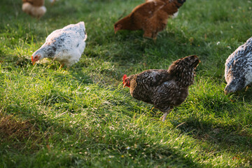 Free range chickens grazing on green pasture