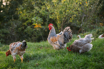 Rooster and chickens grazing in green pasture