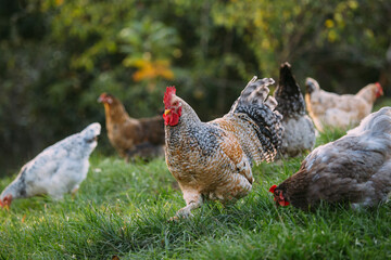 Rooster and hens grazing green grass outdoors