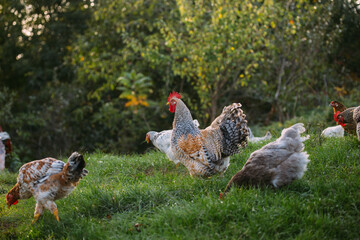 Free-range chickens foraging on green farm pasture