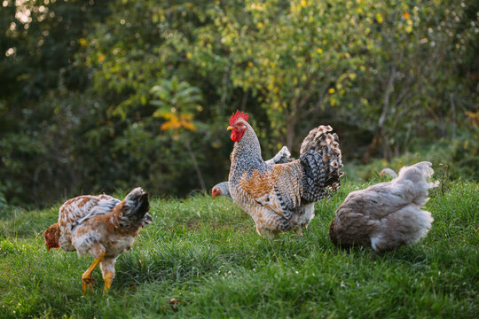 Free range rooster and hens grazing on grass