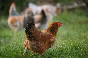 Brown hen walking in green grass field