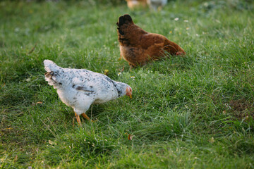 Free-range chickens foraging organic grass on farm