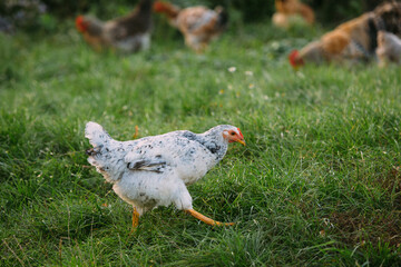 Free-range chicken walking on green pasture grass