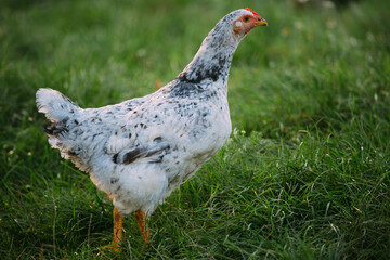 Speckled chicken standing outdoors on green farm grass