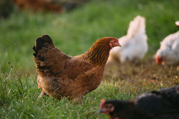 Brown chicken foraging on green grass in farm