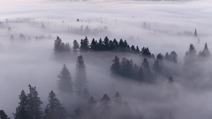 Thick morning fog drifts through a scenic, forested Pacific Northwest landscape near Portland, Oregon. Fog and mist forms when moist air cools to its dew point, causing water vapor to condense. - Powered by Adobe