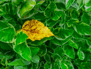 yellow leave among green leaves background