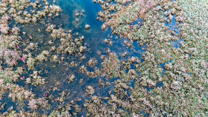 Detailed aerial texture shot of a swampy area with scattered pink plants and dark muddy water creating a chaotic but artistic natural pattern suitable for environmental awareness concepts