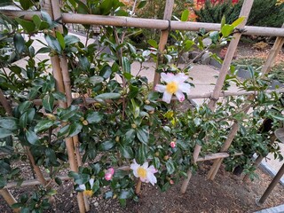 Detailed outdoor shot of tall bamboo rods supporting green plants and bright flowers, capturing natural textures and handcrafted structure in a garden.