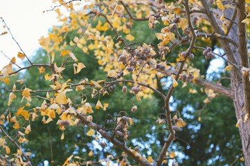 Tokyo, Japan - November 22, 2025: Old gingko nuts remained on a branch in the winter morning