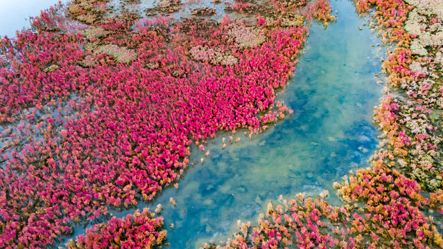 Aerial view of a wide turquoise water channel surrounded by dense carpets of pink halophyte plants creating a dreamlike natural landscape in Fethiye Turkey