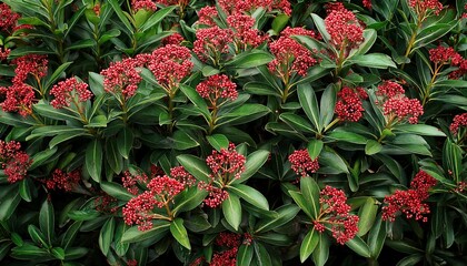 Japanese Skimmia With Red Berries Top View Of Skimmia Evergreen Shrub Botanical Natural Background
