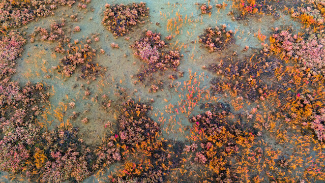 Aerial texture of a muddy marshland with scattered clumps of purple and orange vegetation creating a speckled biological pattern from a bird's eye view