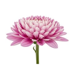 pink dahlia isolated on white