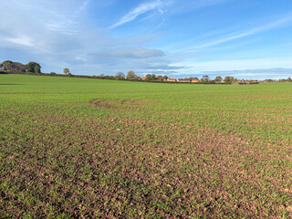 Field of winter wheat in October near the edge of a town