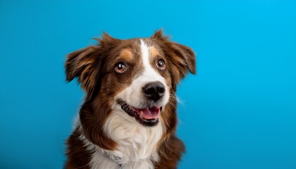 Fototapeta premium Cute Funny Dog On A Blue Background Isolated With A Place For Text Concept Pets Love Animal Life Humor Raising Dogs Dog Close Up On Color Background