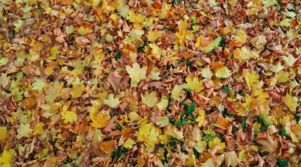cover of fallen Maple leaves as pattern background on floor Top view wallpaper for banner and mockup template Brown and yellow autumn leaves,  empty Copy space. Autumnal backdrop fall season concept