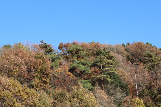 Japanese autumn mountain scenary