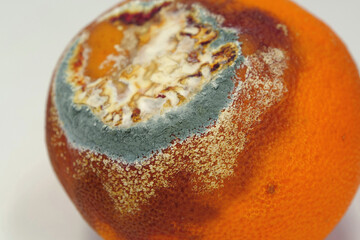 Overripe and rotten mandarin. Rotten tangerine covered with mold