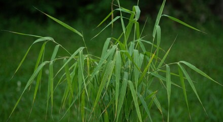 Close-up of vibrant green grass blades against a blurred green background