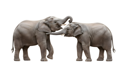 Two majestic elephants interacting playfully with each other in a heartwarming moment.