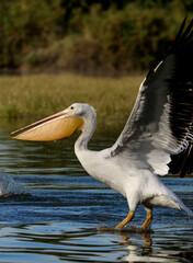 American White Pelican 