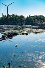 a bird is walking on the water in the jeju island.