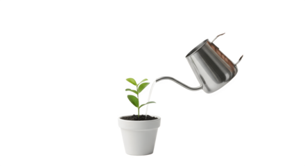 A small plant in a white pot being watered by a metal watering can.