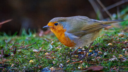 Robin, Erithacus rubecula, Redbreasts perched and feeding at Pow Hill Country Park, County Durham 