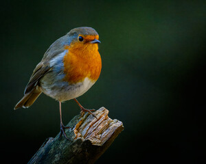 Fototapeta premium Robin, Erithacus rubecula, Redbreasts perched and feeding at Pow Hill Country Park, County Durham 