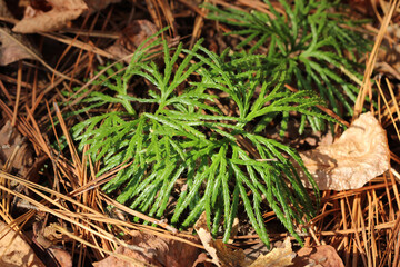 Fan Clubmoss (Diphasiastrum digitatum) on the forest floor in the mountains of South Carolina. These are perennial plants that do not flower.  They are part of an ancient lineage of plants. 