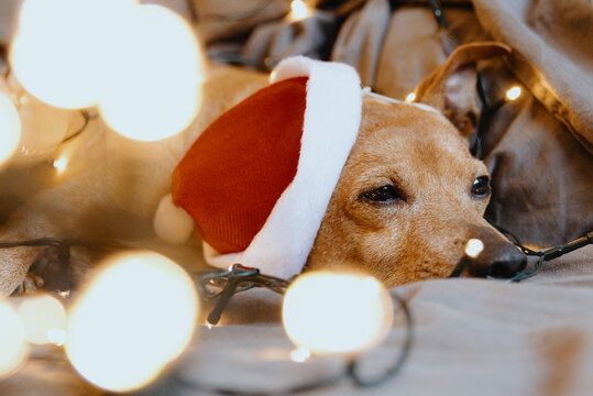 Portrait of a dreaming dog in a Santa Claus hat on a bed with a garland.