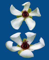 white orchid on blue background