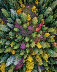Fototapeta premium Vibrant Aerial View of Autumn Forest with Colorful Foliage and Diverse Tree Canopy in Nature's Palette