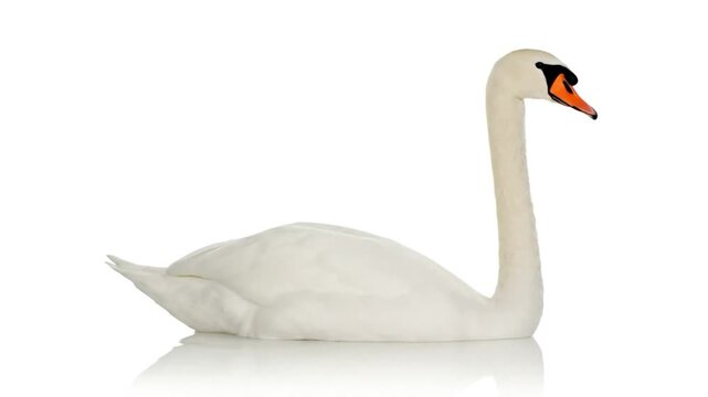 A graceful, white swan floats on a reflective surface against a plain white background