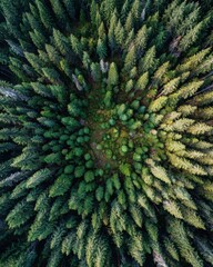 Obraz premium Lush Green Forest from Above with Dense Pine Trees and Vibrant Nature Surrounding a Clear Open Space