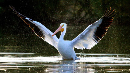 American White Pelican 