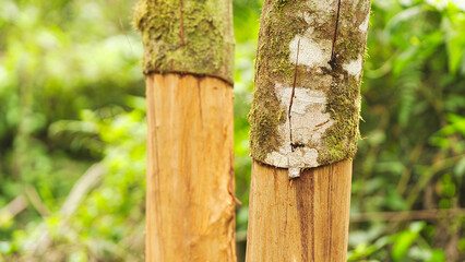 closeup, cinnamon or cassia tree, cinnamomum burmani, with harvested bark in west sumatra forest or plantation, indonesia, southeast asia