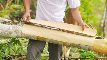 Indonesian farmer harvesting cinnamon or cassia bark, cinnamomum burmanii, with tool from tree in forest or plantation, west sumatra, indonesia, southeast asia © Spice Footage