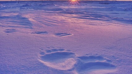 Polar bear paw print in pink sunset snow