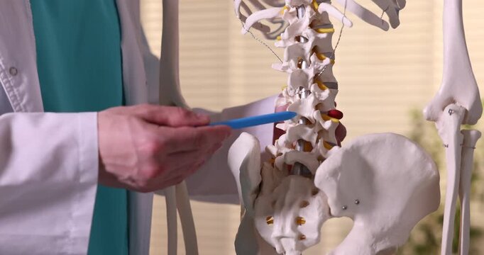 Doctor showing human skeleton model in hospital, closeup