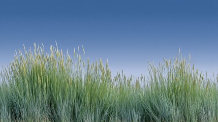 Fototapeta premium Lush Green Grass Underneath a Clear Blue Sky Showing Vibrant Colors and Serenity, Perfect for Nature and Outdoor Themes in Stock Photography