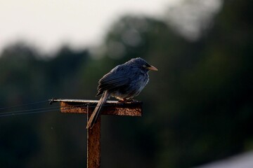 Bird perched on iron post during golden sunset
