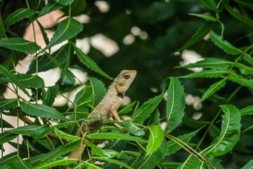 Garden Lizard Resting on Green Leaves in Natural Habitat
