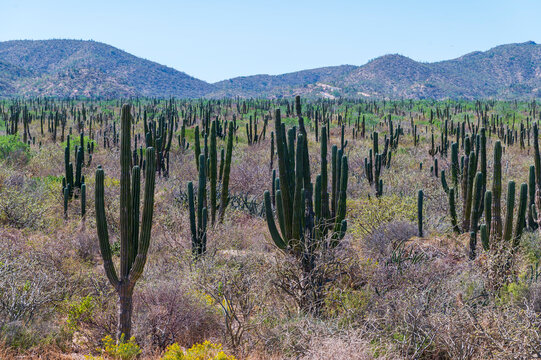 Mexican giant cardon cactus field in the desert in Baja California Sur La Paz Mexico (Pachycereus pringlei)